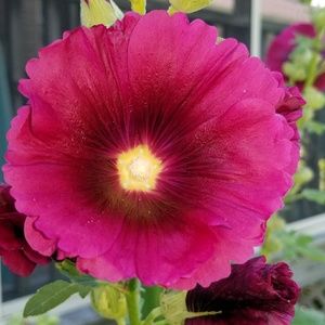 Meet your Posher, Tamara